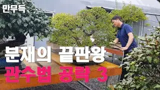 35. 분재의 끝판왕 I 관수법 공략 3.