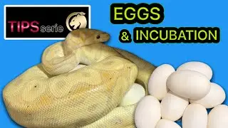 TIPS s&eacute;rie#2 &oelig;ufs & Incubation
