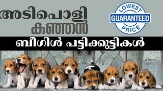 Quality Beagle Puppies Avaialble | കുറഞ്ഞ വിലക്ക് |Quality 💯| 7561020710 |