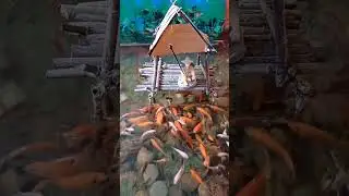 Mancing Ikan Komet Oranye Pakai Potongan roti bulat - Part 824 #shorts #viral