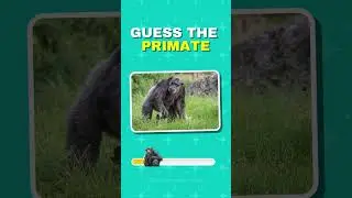 Guess the Primate Quiz 7 #primates #primatequiz #guesstheprimate #guesstheanimal #animalquiz