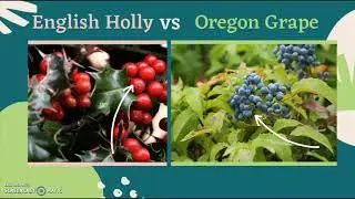 English Holly and Oregon Grape || Native vs Invasive