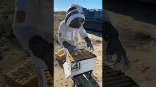 Midwinter Beehive Inspection | Checking Our Hives 5 Days Before Christmas