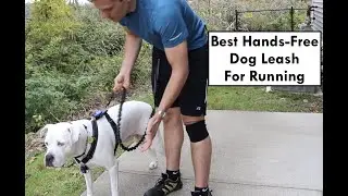 SparklyPets Hands-Free Leash Review