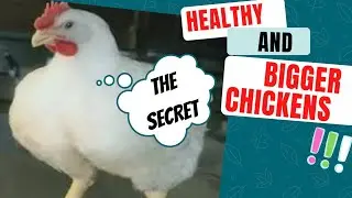 Growth Promoter for Broiler's chick