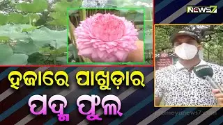 WOW! 1000 Petals Lotus Flower Spotted In Sambalpur Deer Park
