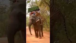 Tourist Ke Upar Tiger Attack Kar Diya #tiger #tigerattack #tourist