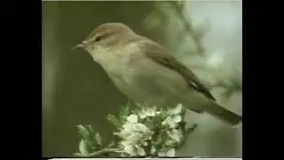 BBC - RSPB Video Guide To British Garden Birds UK VHS (1994, V2, Full)
