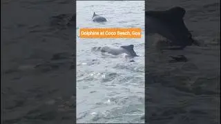 Dolphins Ride at Coco Beach, Goa #goa #cocobeach #ytshorts