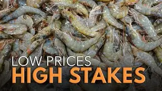 Louisiana Shrimp Industry in Crisis