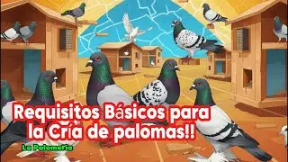 Requisitos B&aacute;sicos para la Cr&iacute;a de Palomas
