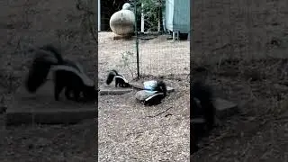 Baby skunks drinking water is adorable! 😍 @Laura De La Maire