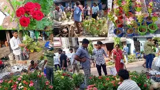 Flower Plants Market Visit | Largest Flower Plants Market In Kolkata
