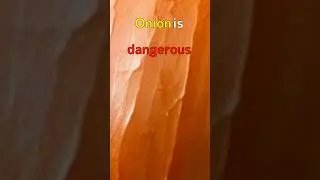 Onion is dangerous
