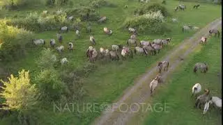 Konik Horses in spring forest