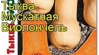 Тыква мускатная Виолончель. Краткий обзор, описание характеристик cucurbita pepo Violonchel