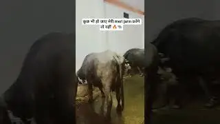 #please_subscribe_my_channel #dairy farm business #🐃🔥#comedy #funny #motivational #youtube shorts