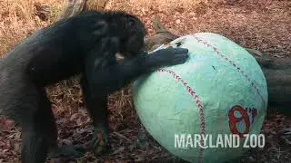 An Enriching Experience: Providing Choices for Chimps