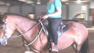 Maya Saddles MS826 Demo (on Friesian/Haflinger Pony)