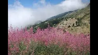 MEDITERRANEAN FORESTS,CONDITIONS AND CHARACTERISTICS 1