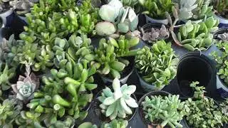 Lowes Shop With Me / Lowes Haul / Succulent Vlog
