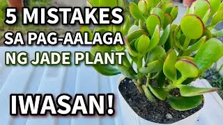 5 MISTAKES SA PAG-AALAGA NG JADE PLANT | Lucky Plant Care Tips