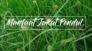 Info Kesehatan - Manfaat Tanaman Jukut Pendul Yang Tumbuh Liar