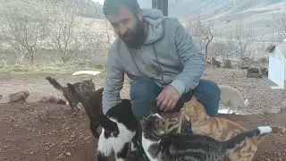 Я продолжаю бороться, чтобы обеспечить лучшую жизнь моим кошкам