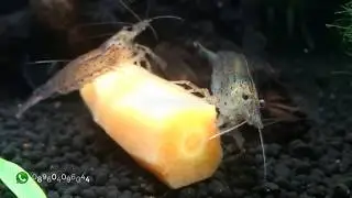 4 Makanan Favorit Udang Amano