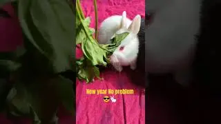 सबका स्वागत है...New year no problem 😎🐇#highlights #rabbit #youtubeshorts #bunny #funny #youtube