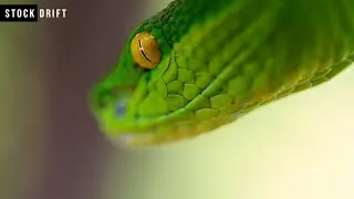 GREEN SNAKES | Stock Drift | #snake #stockfootage #stockvideo #wildlife #nature