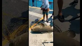 Caught Big Goliath from a Pier #catchingfish #goliath #goliathgrouper #grouperfish #grouper