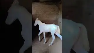 2 colt for sale in punjab contact 7707817083