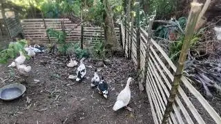 Duck House with Bamboo Fence