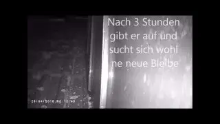 Ein Marder namens Rambo