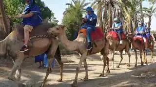 Marrakesh Camel Ride in the Palmeraie