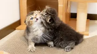 It seems that the older brother cat can't help it because the younger sister kitten is too cute.