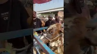 Multan Mandi 🔥❤️&zwj;🔥Live Deal💥 #cow #bakramandi #investment