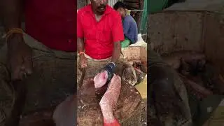 KASIMEDU BIG RED SNAPPER FISH CUTTING 🔥