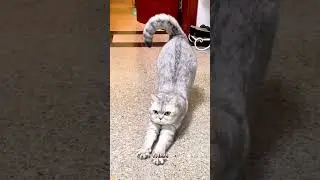Почему кошки растягиваются, как мастера йоги 😳
