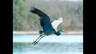 The Conservancy of SWFL