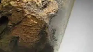 Tube Web Spider (Segestria florentina)