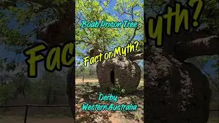 Boab Prison Tree - Fact or Myth? Derby, W.A.