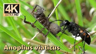 Чернополосая паучья оса (Anoplius viaticus)