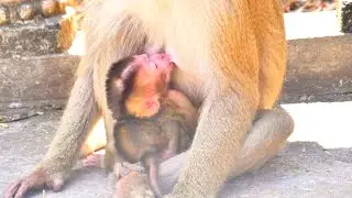 Precious Newborn Monkey Sleeping Peacefully While Holding Mother&rsquo;s Chest