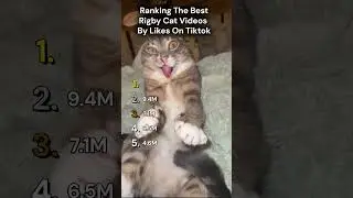 Ranking The Best Rigby Cat Videos By Likes On Tiktok​​
