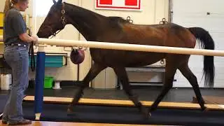 Equine Treadmill Demonstration II