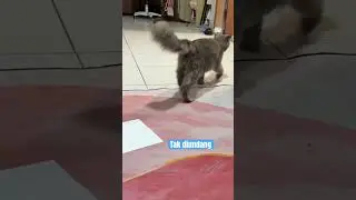Cat, invider prohibited, #cat #oyen #blackcat #kucing #funny