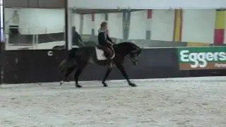4 yo holstein stallion by Qvenetie / Quite easy / Casino / Capitol