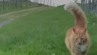 Cats make us happy! #cat #cats #funny #viral